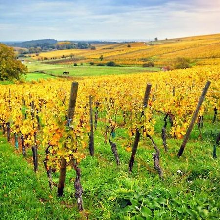 Appartement Cosy - Centre De Barr - Route Des Vins 外观 照片