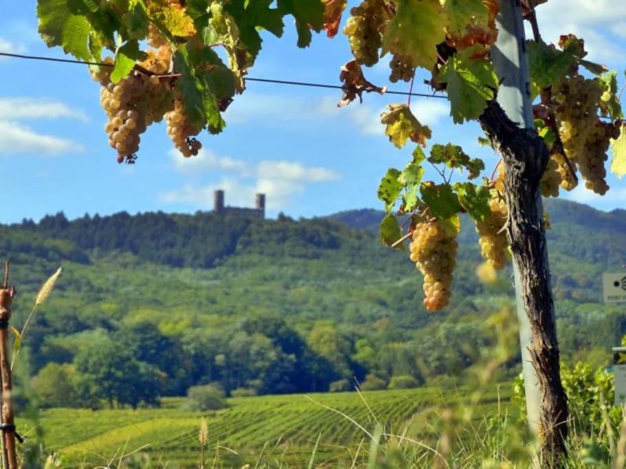 Appartement Cosy - Centre De Barr - Route Des Vins 外观 照片