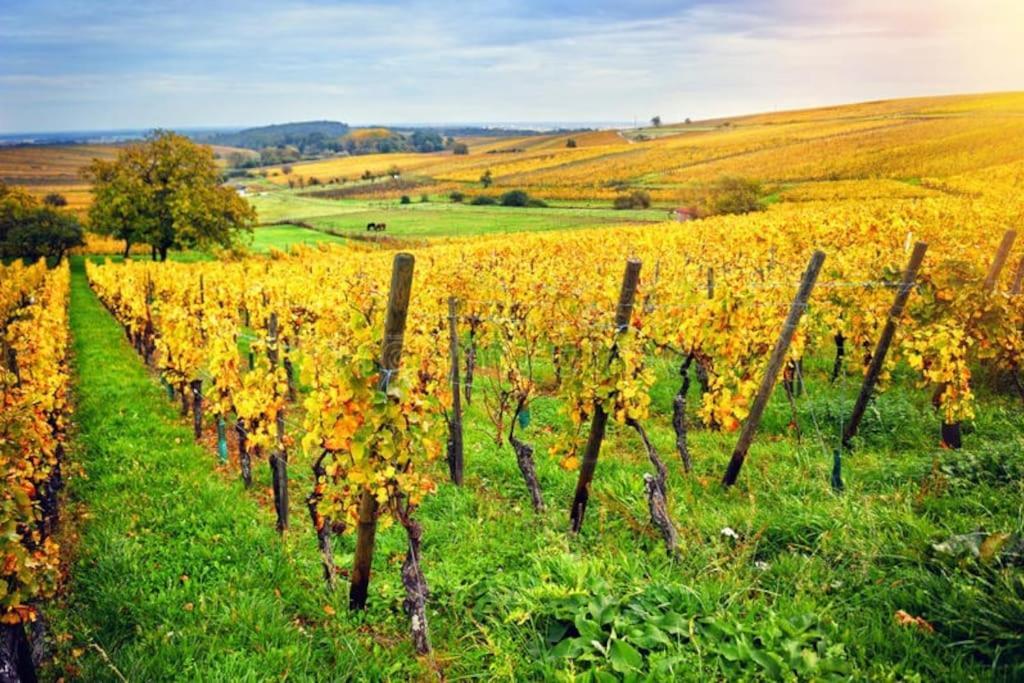 Appartement Cosy - Centre De Barr - Route Des Vins 外观 照片